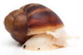 Archachatina marginata suturalis 1a albino body juvenil